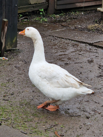 Geese