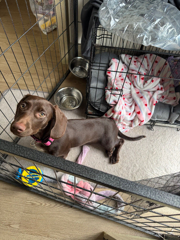 Puppy for sale