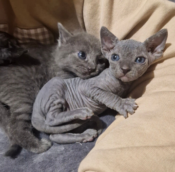 RARE Sphinx Cross Mixed Litter