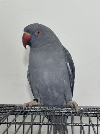 Indian Ringneck Grey & Blue Rare Colour 6 Months Old