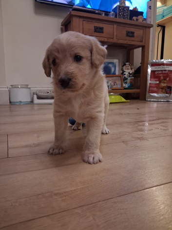 Beautiful bordoodle puppies for sale