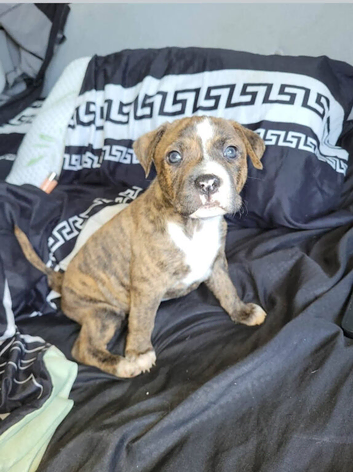 American bull staffy pups