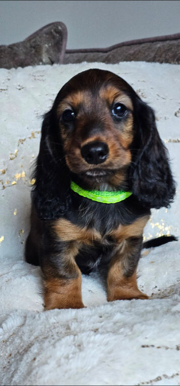 Stunning puppys