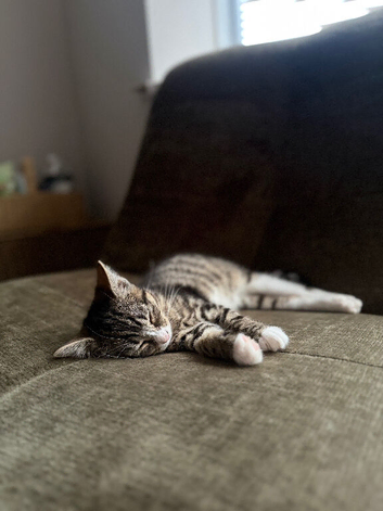 6 month old female kitten