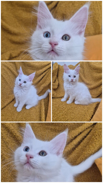 Gorgous maine coon babies ready now