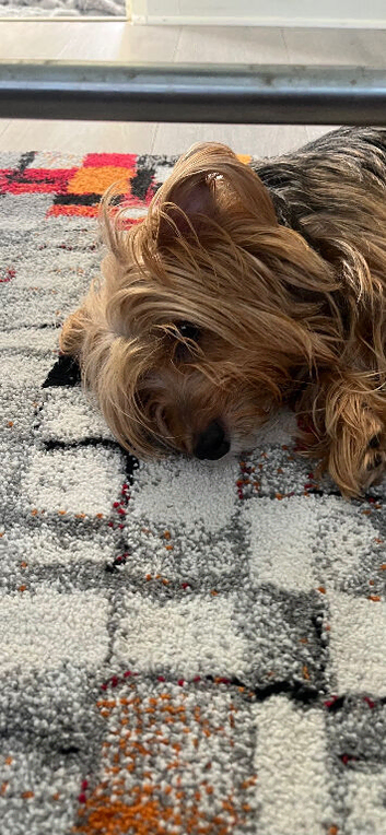Yorkie mixed