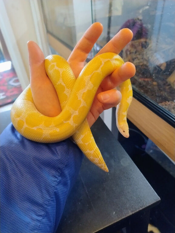 Snow Kenyan sand boa