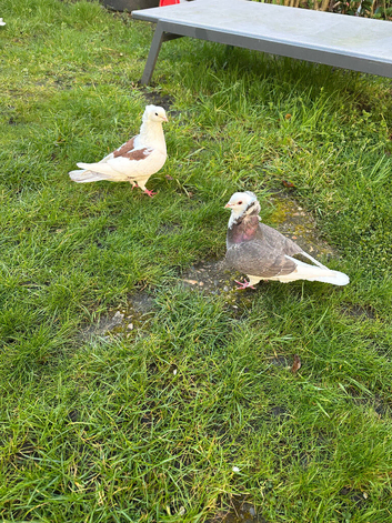 Pigeon