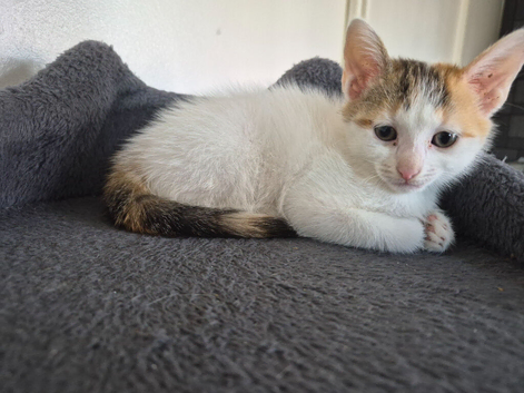 Tabby kittens and tortoiseshell kittens