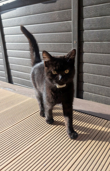 Friendly Black Shorthair Kitten