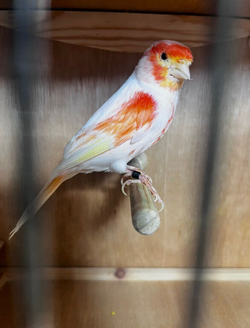 Red mosaic canary