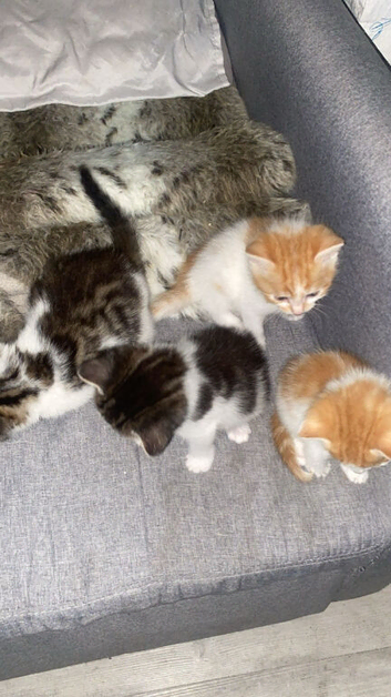 4 kittens