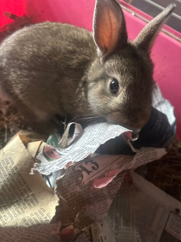 Netherland dwarf
