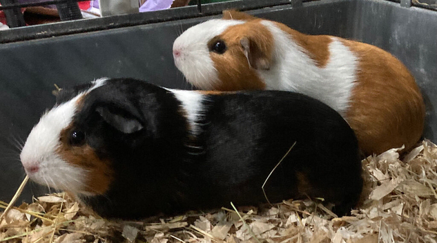 Guinea pigs for sale
