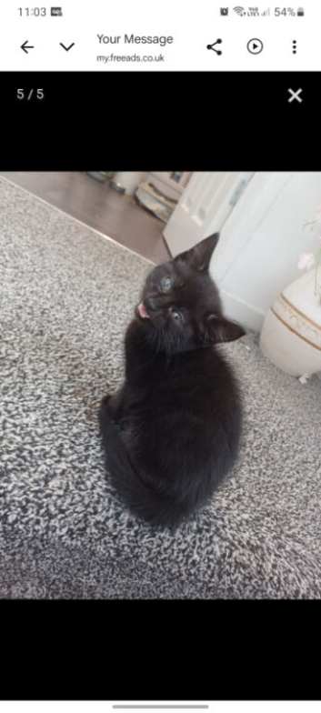 Half ragdoll/mixed breed looking for his forever home
