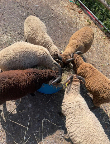 Shetland ram lambs