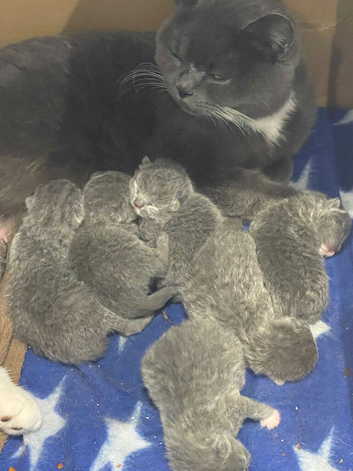 British Shortfur kittens 2 female & 4 male