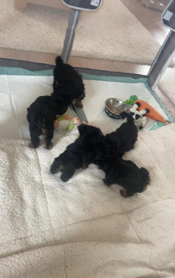 Gorgeous Home Raised Yorkshire Terrier Puppies