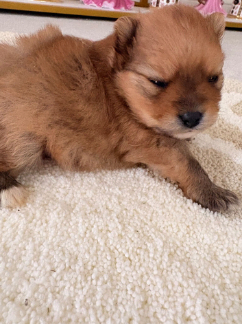 Pomeranians 2 boys left