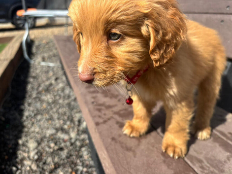 Cocker poo puppies for sale