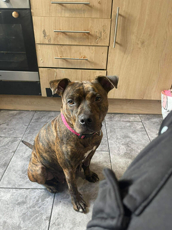 Looking for a stud to breed my girl