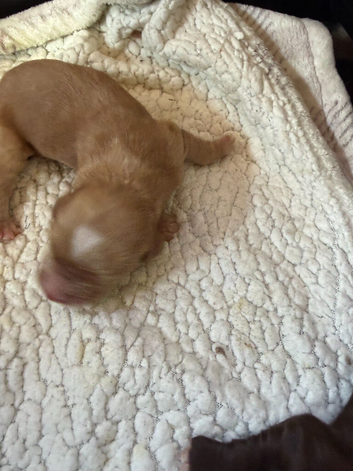 1 week Old Sprocker Spaniel Pups