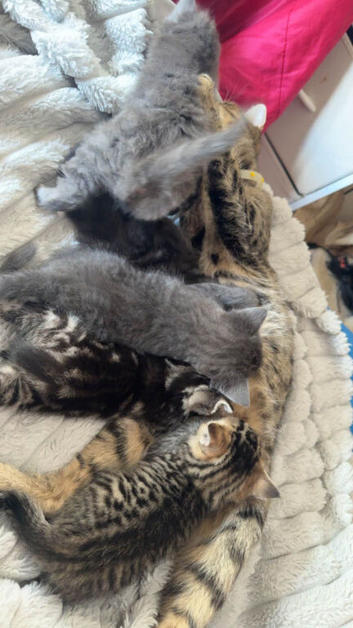 Lovely fluffy kitten's