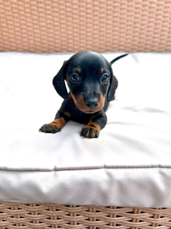 READY FOR NEW HOME - 1 Left - Adorable Sausage Pup