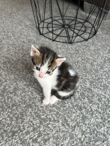 Kitten for adoption
