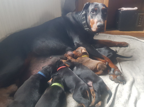 Lovely Euro Doberman pups