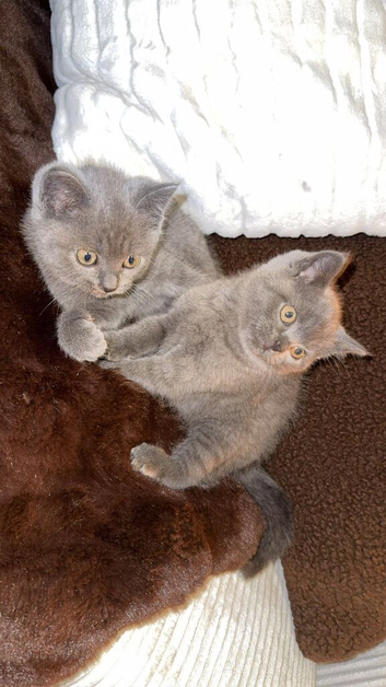 Solid Blue BSH Kittens for sale