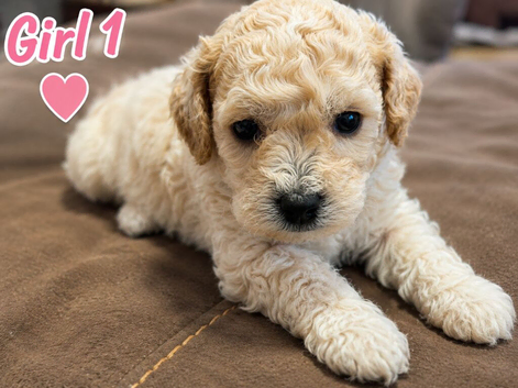 Adorable Bichon &times; Cockapoo Puppies - Only 4 Left!