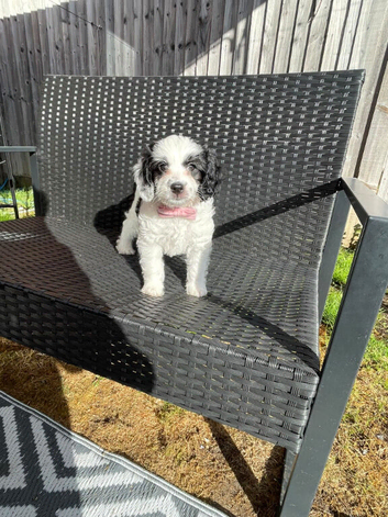 Gorgeous fluffy 8 weeks old girl