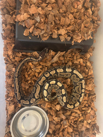 2 x Ball Pythons