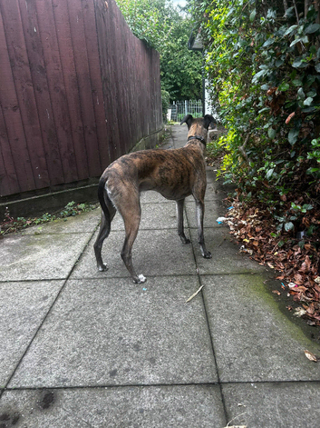 ONLY 3 LEFTUpdated (eyes now open) 3stunning Whippet x Belgian Malinois Puppies