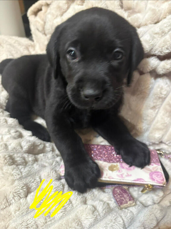 5 labrador puppys