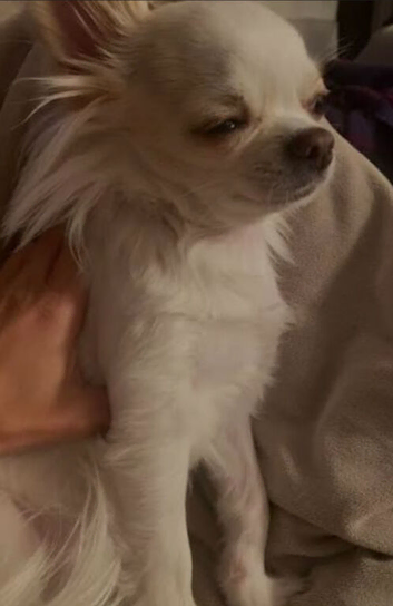 Long haired chihuahua