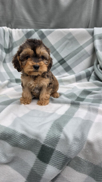 Cockapoo puppies