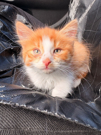 Kitten