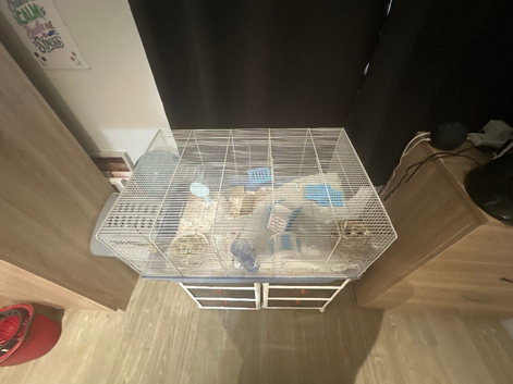 Male Syrian hamster