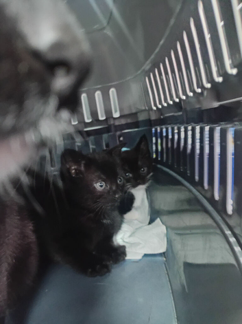 3 kittens for sale 40 pound each
