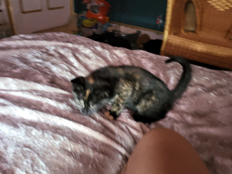 Tortoishell girl