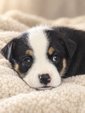 BULLDOG X BORDER COLLIE PUPPIES