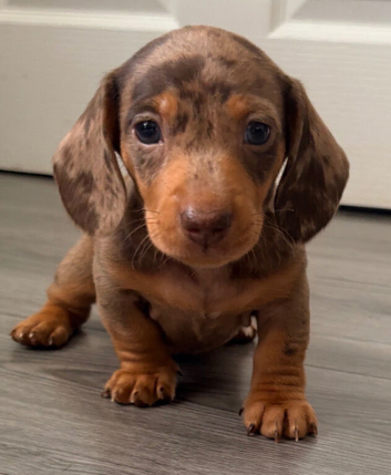 Outstanding chocolate and cream dapple dachshunds
