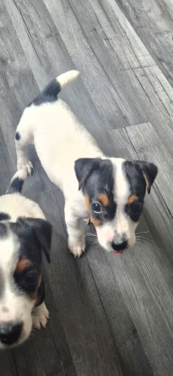 Beautiful short legged Jack russell