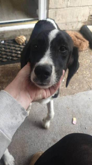Bingo is looking for his forever home
