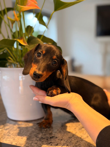 2 x TINY miniature KC dachshund pups ready to go ️