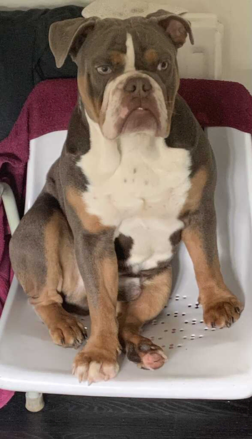 LILAC MALE BEAUTIFUL TEMPERAMENT BOY ENGLISH BULLDOG STUD