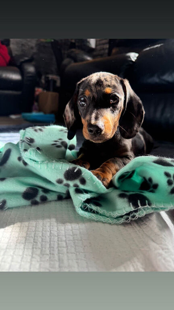 Beautiful miniature dachshund