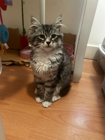 Sibrean girl cat needs re homing asap